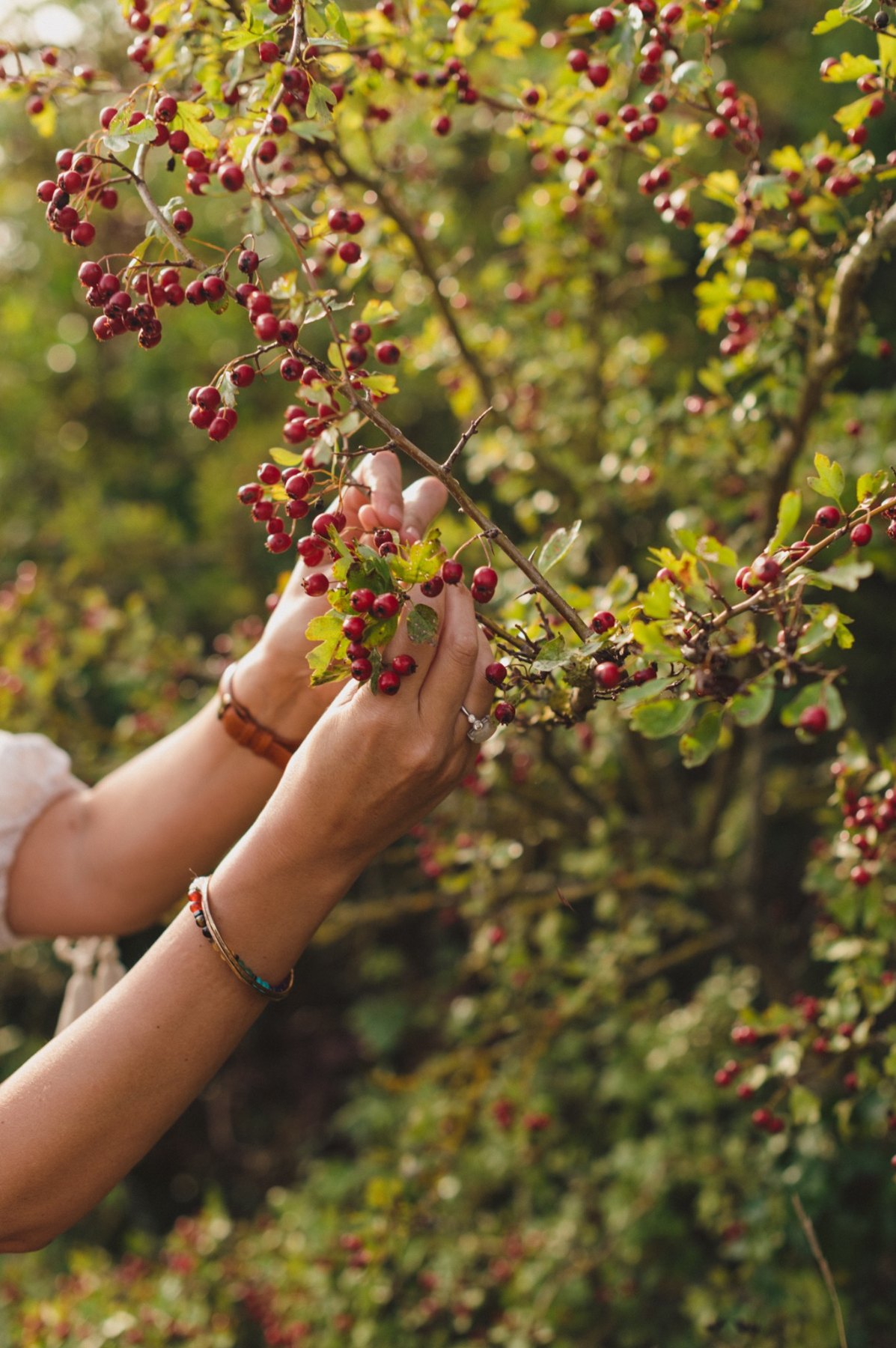 Hands gathering berries from a hedgerow
